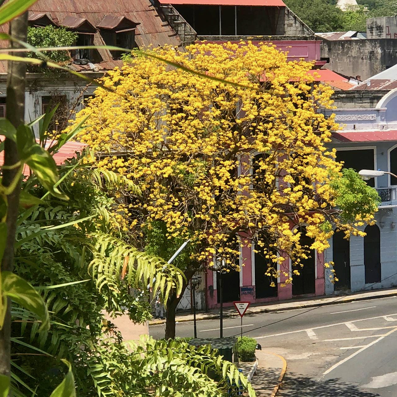 Guayacanes in Panama usually bloom in March