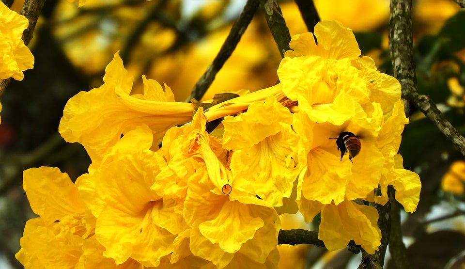 The guayacanes depend on the bees for their pollination