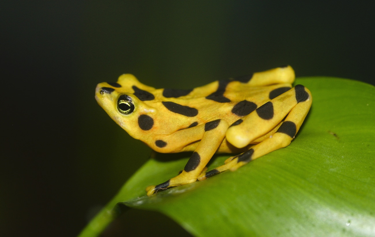 Famous Panamanian Golden Frog research can be seen in El Nispero Zoo and Smithsonian Zoo in Washington D.C.