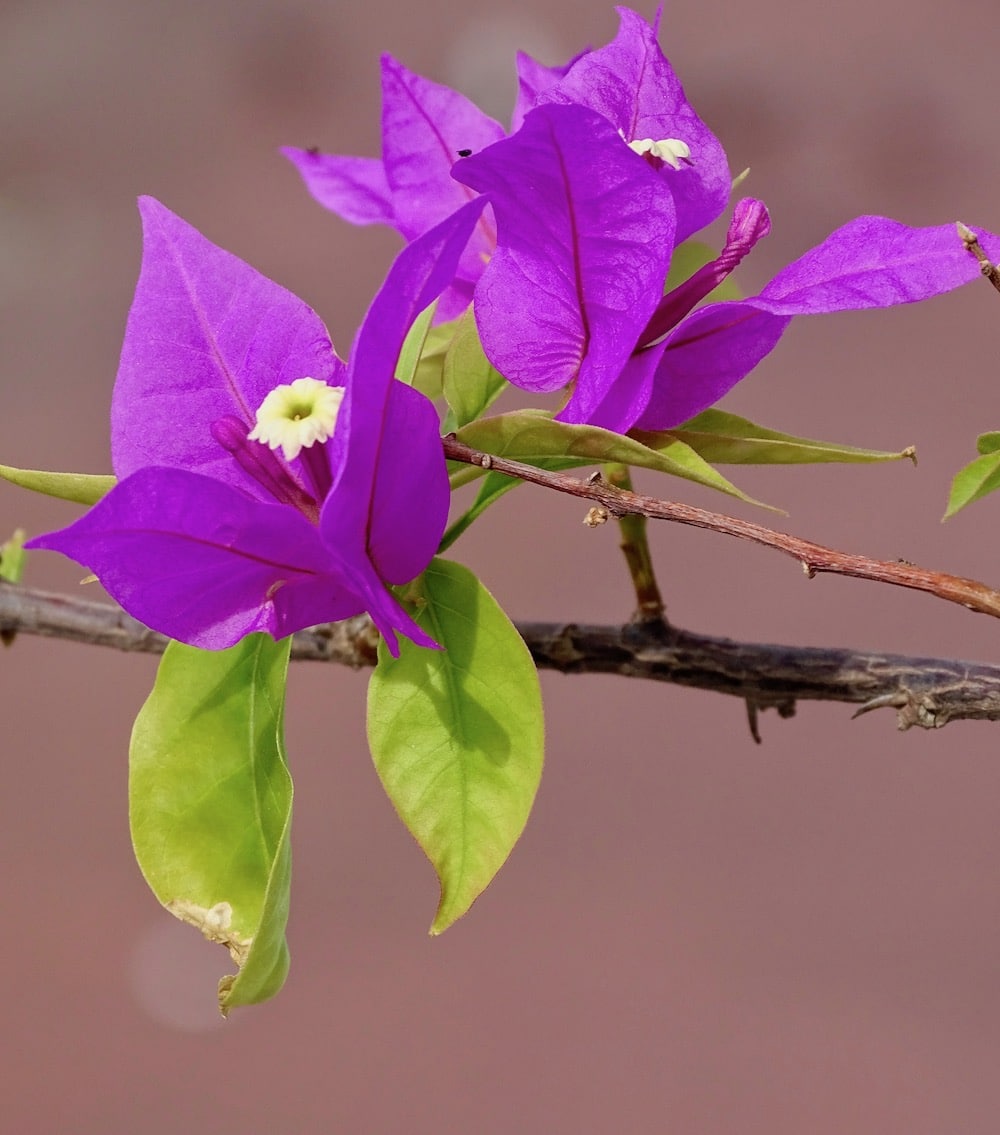 purple bougainvillea 