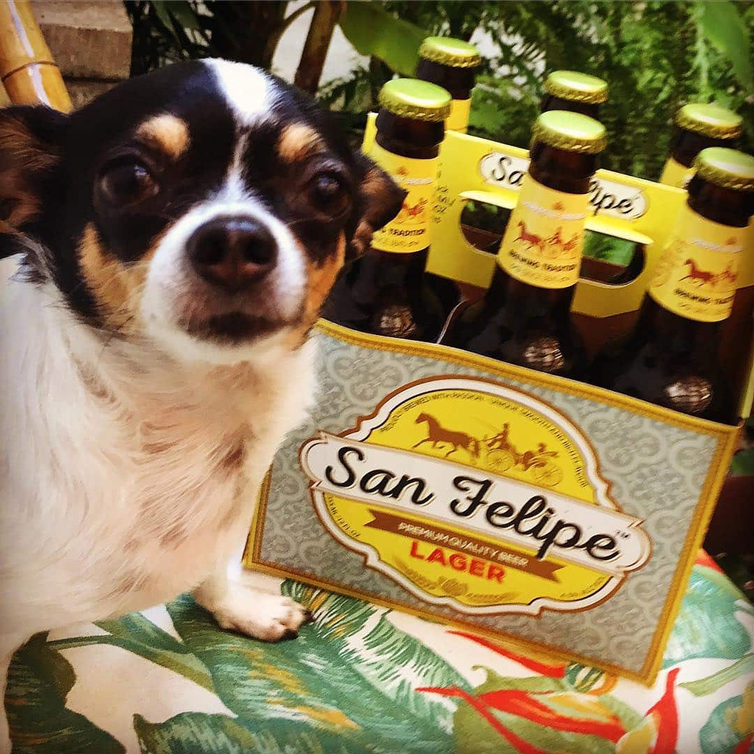 Olive, el chihuahua de Brittany, posa con la cerveza San Felipe Lager