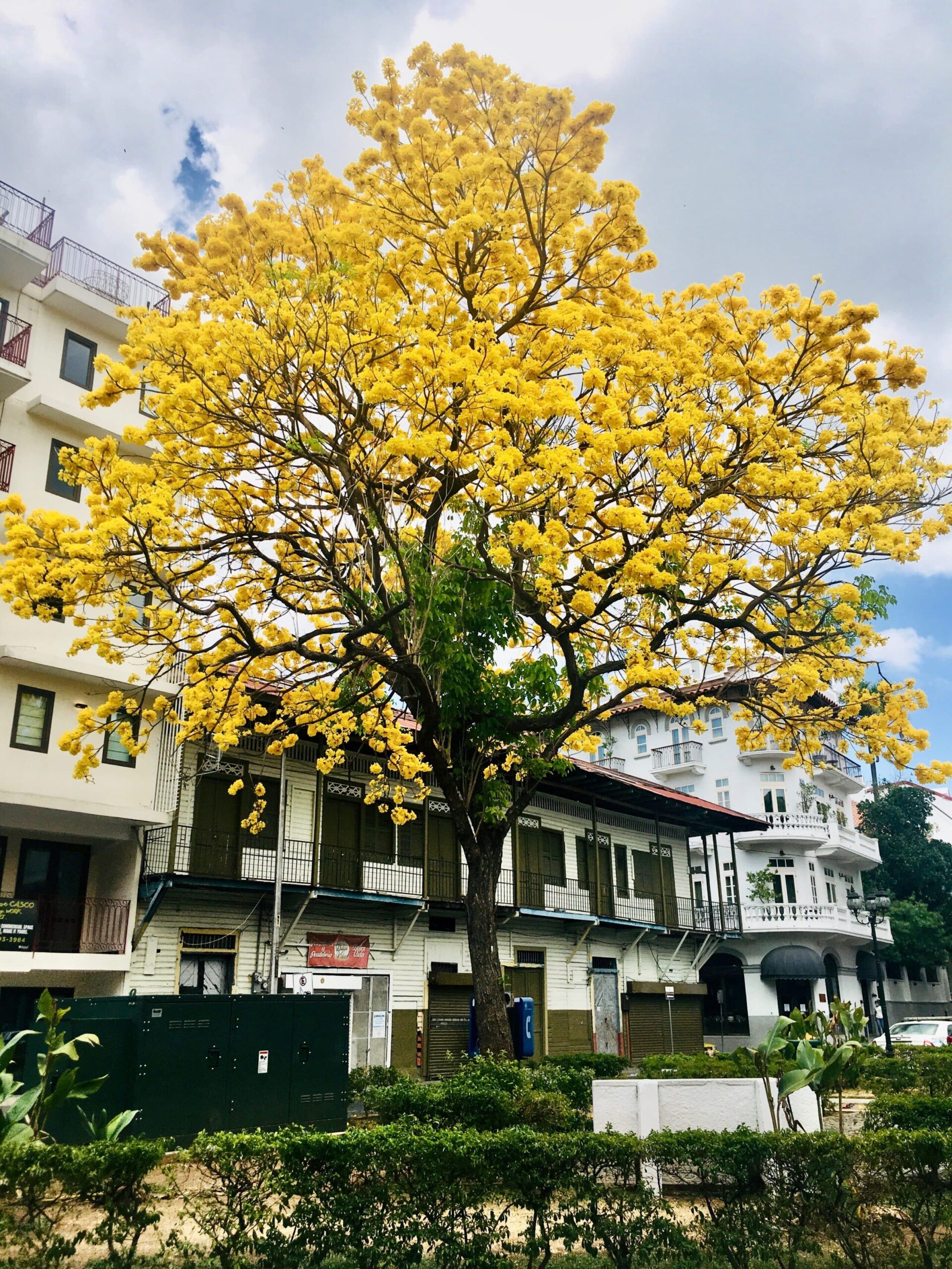 Flowering guayacan in Casco Viejo in front of Hotel Las Clementinas