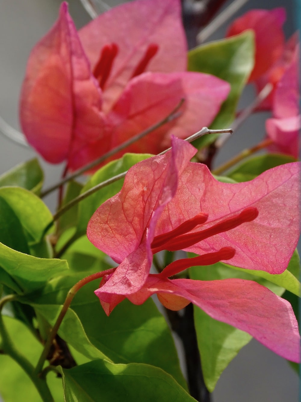 flor rosa de buganvilla o veranera