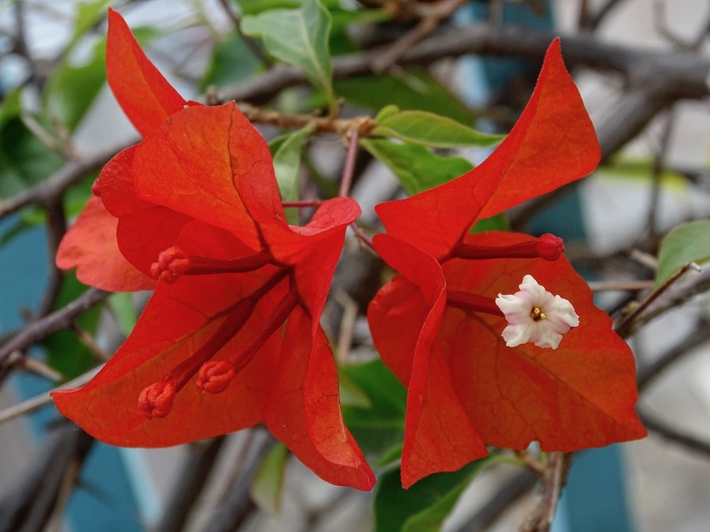flor roja de buganvilla o veranera