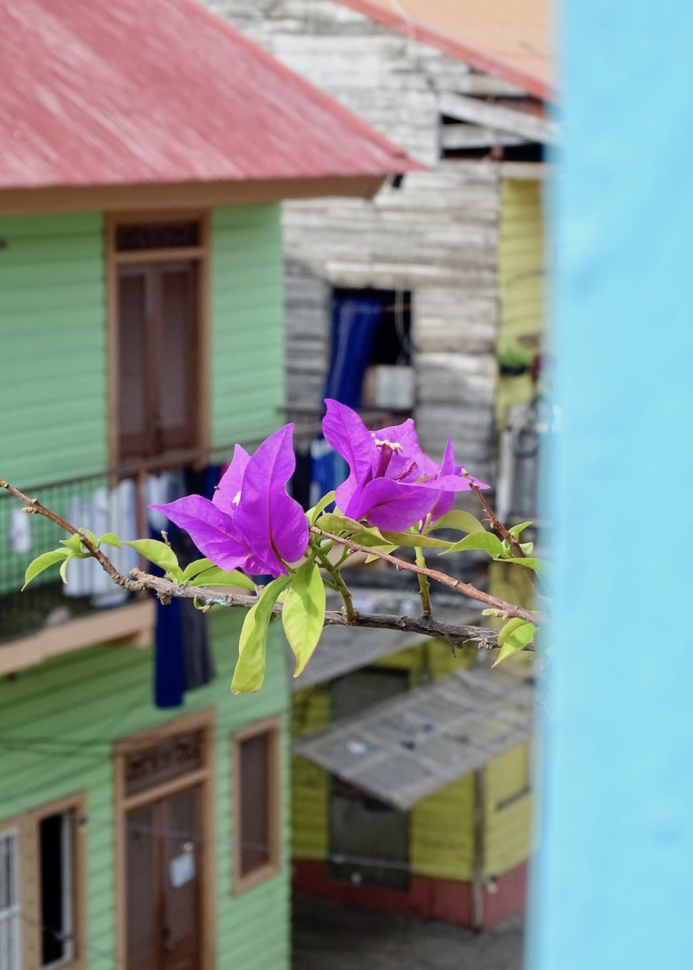 buganvillas o veraneras del departamento de Flor de Lirio en la calle 12 Casco Viejo