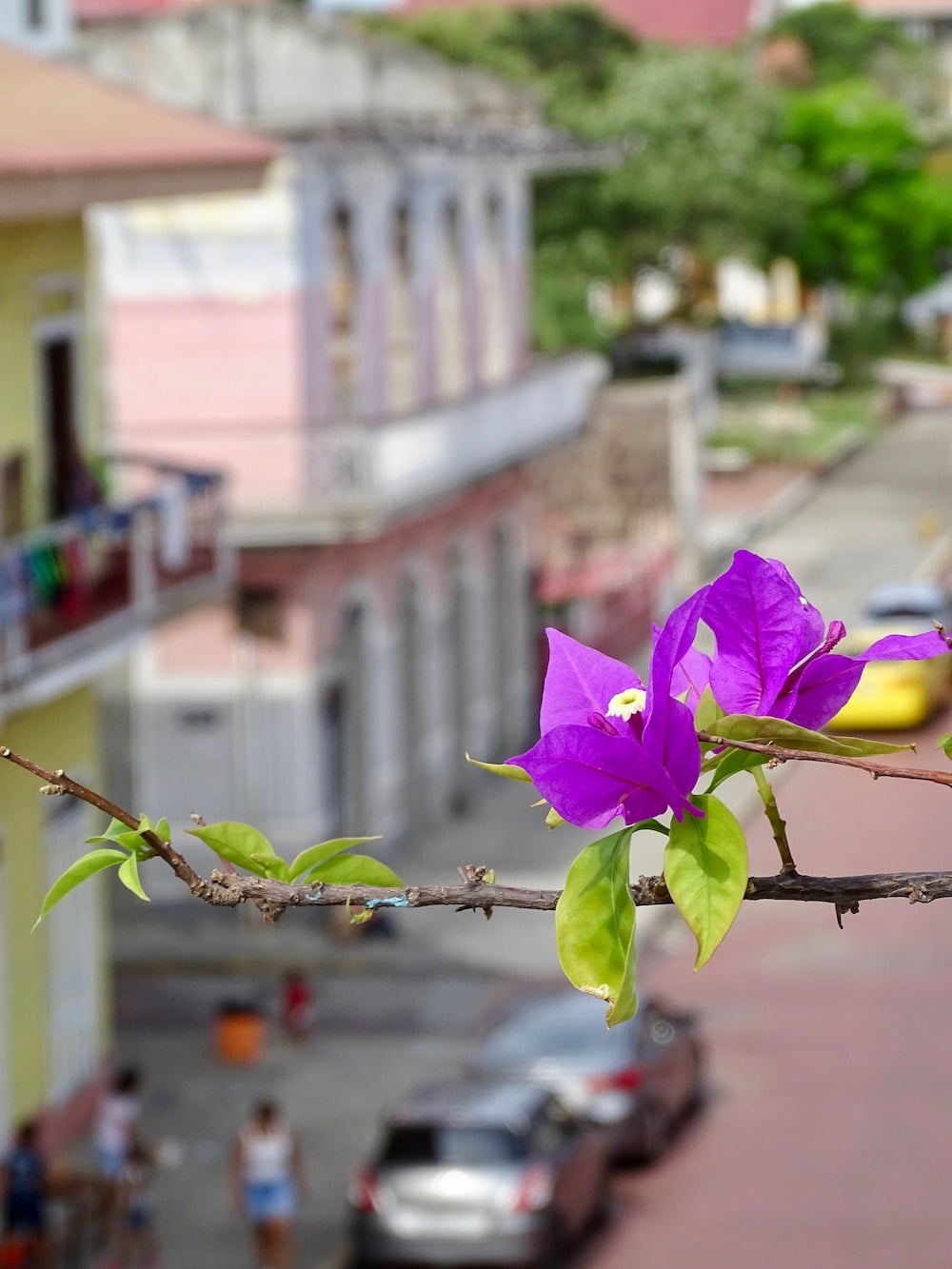 buganvillas o veraneras del departamento de Flor de Lirio en la calle 12 Casco Viejo