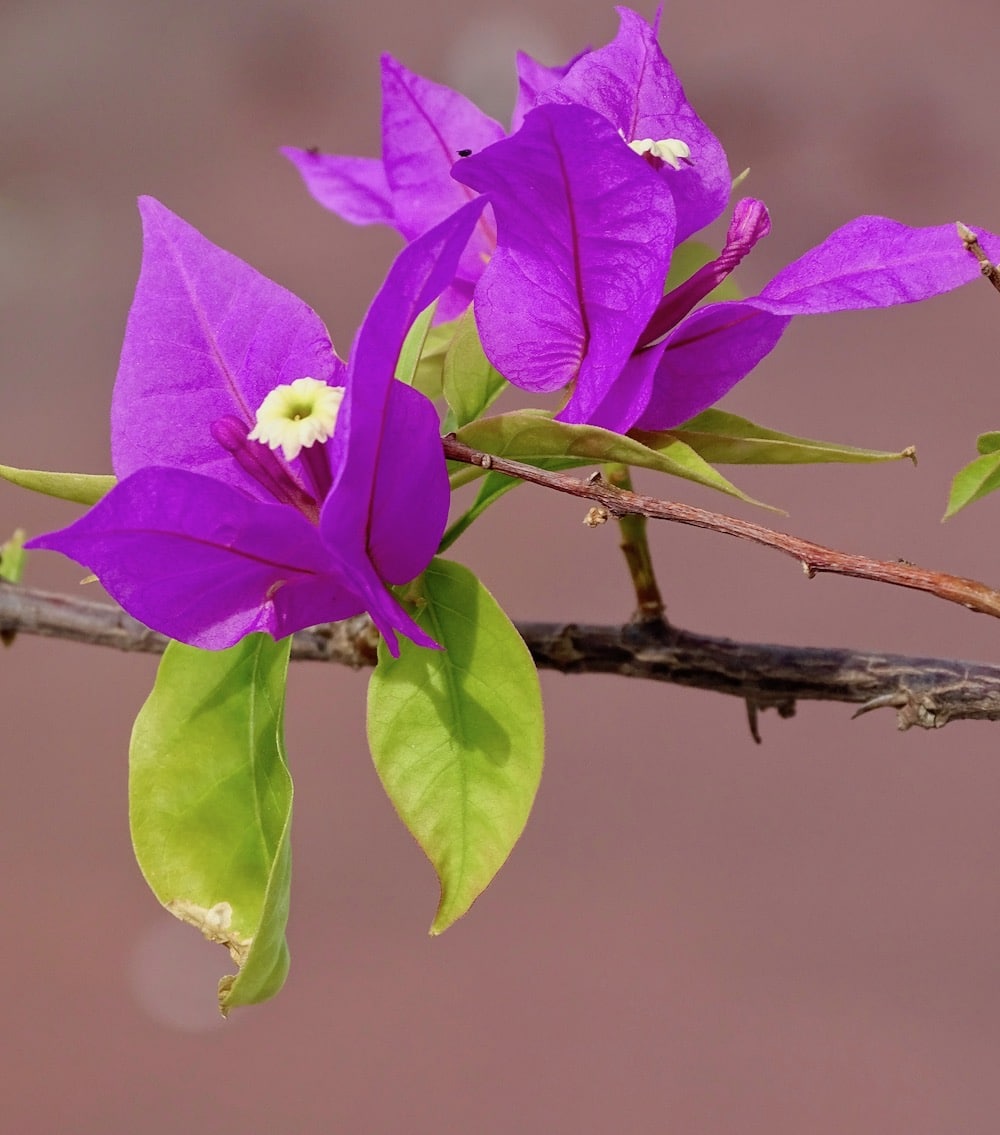 flor morada de buganvilla o veranera