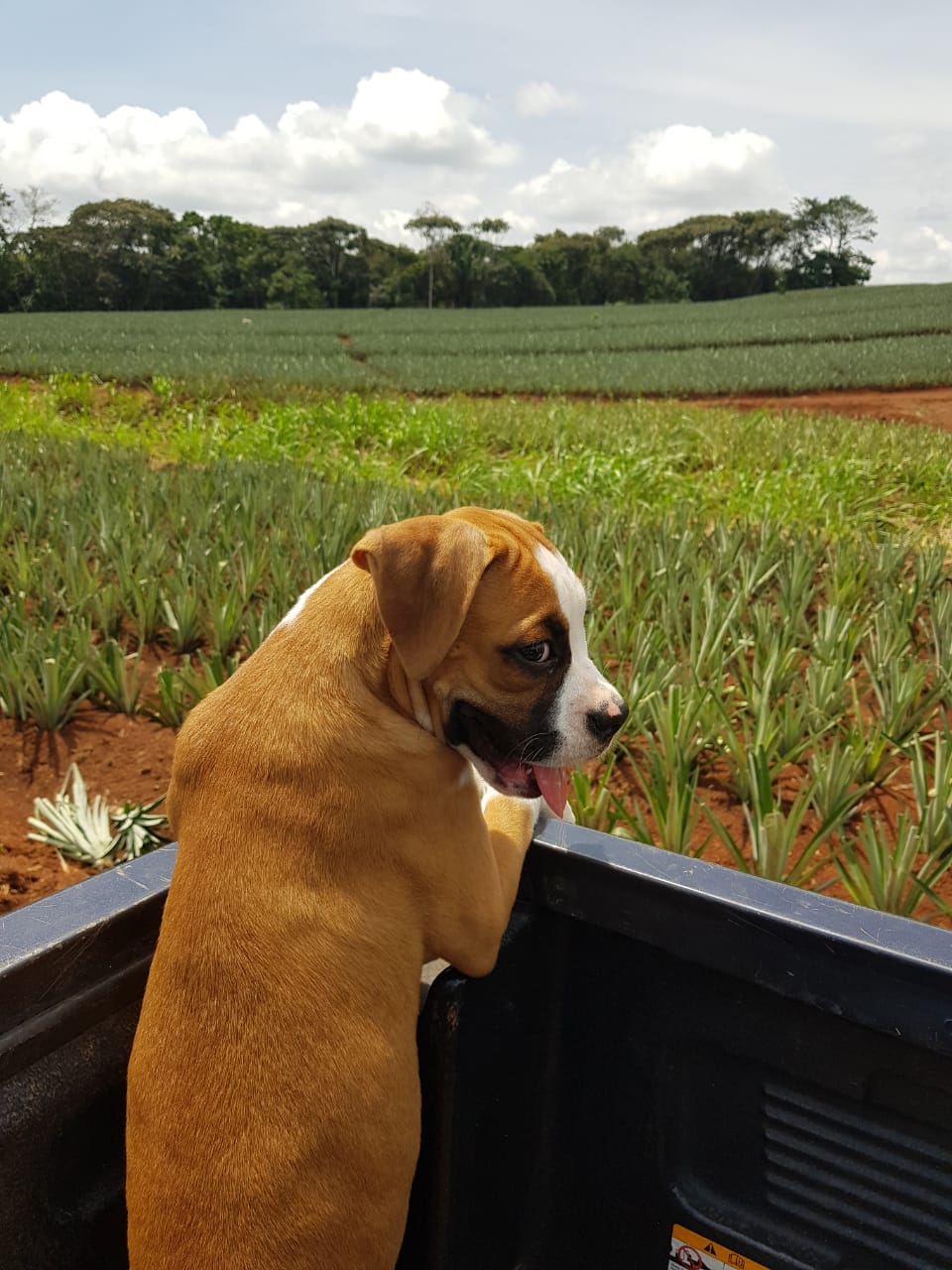 Pineapple Farm Tour - Image 8