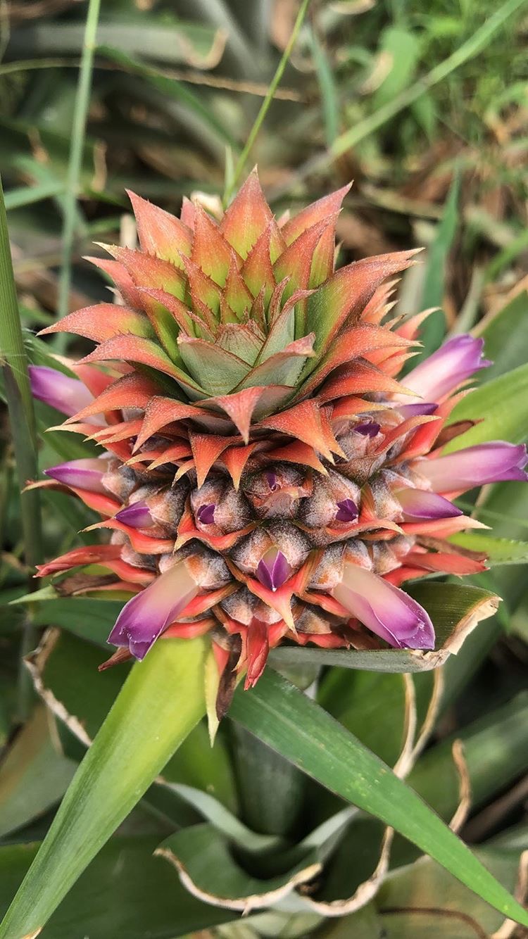 Pineapple Farm Tour - Image 9