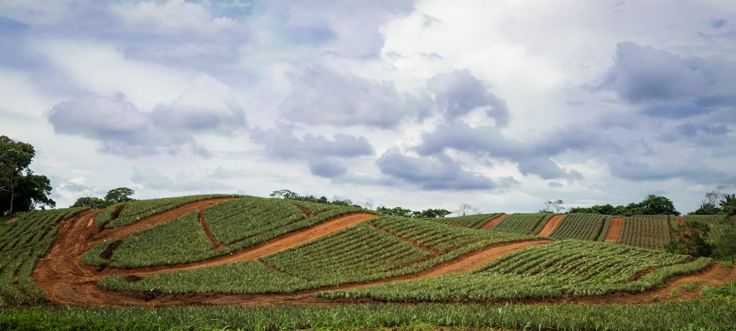 Pineapple Farm Tour - Image 2