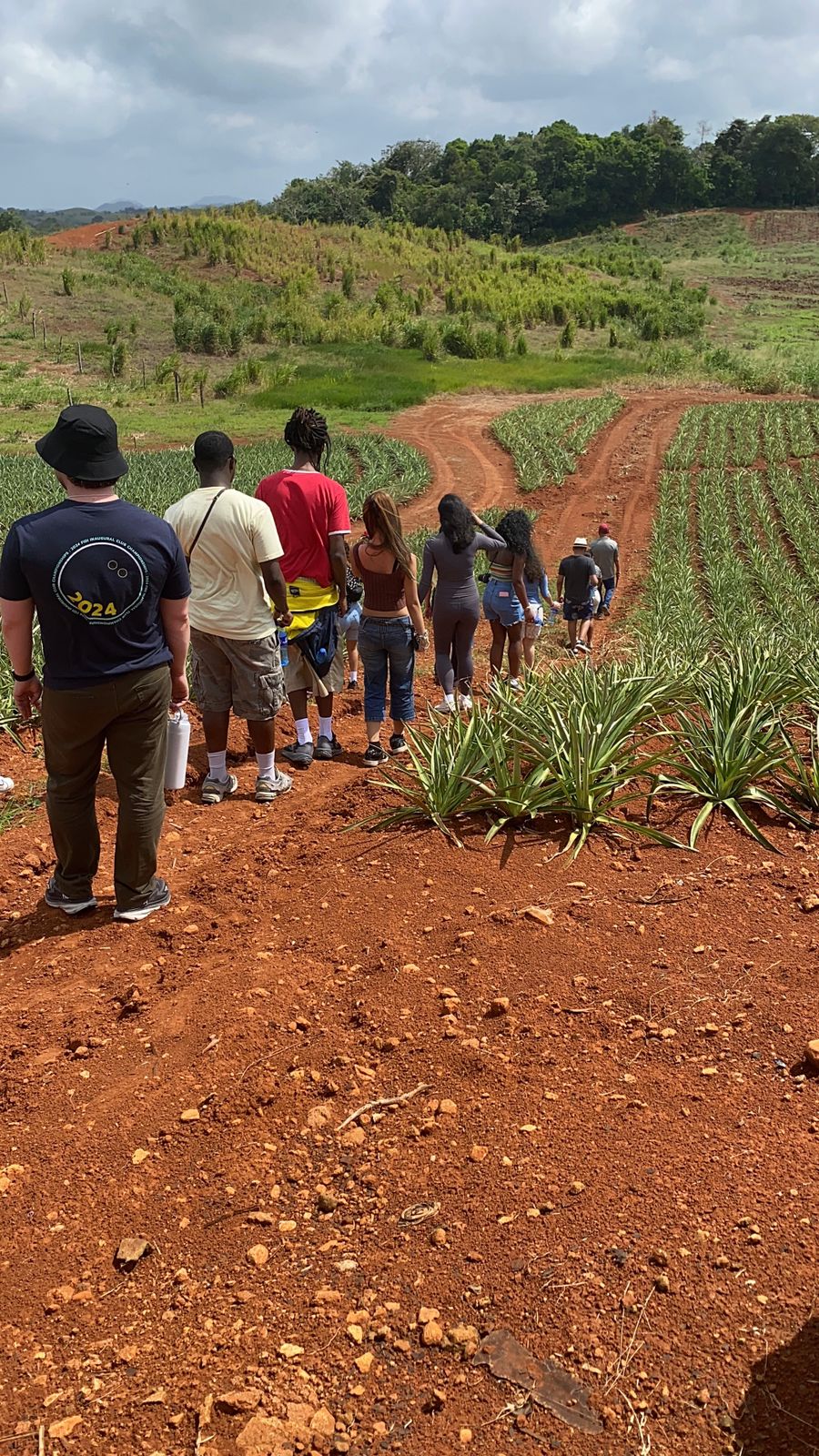 Pineapple Farm Tour - Image 6