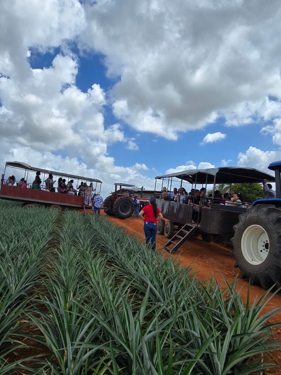 Pineapple Farm Tour - Image 3