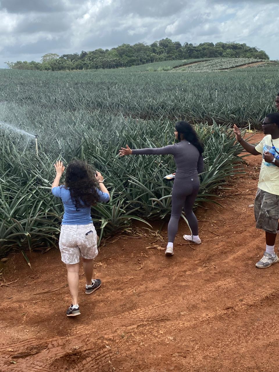 Pineapple Farm Tour - Image 4