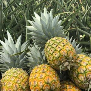 Pineapple Farm Tour