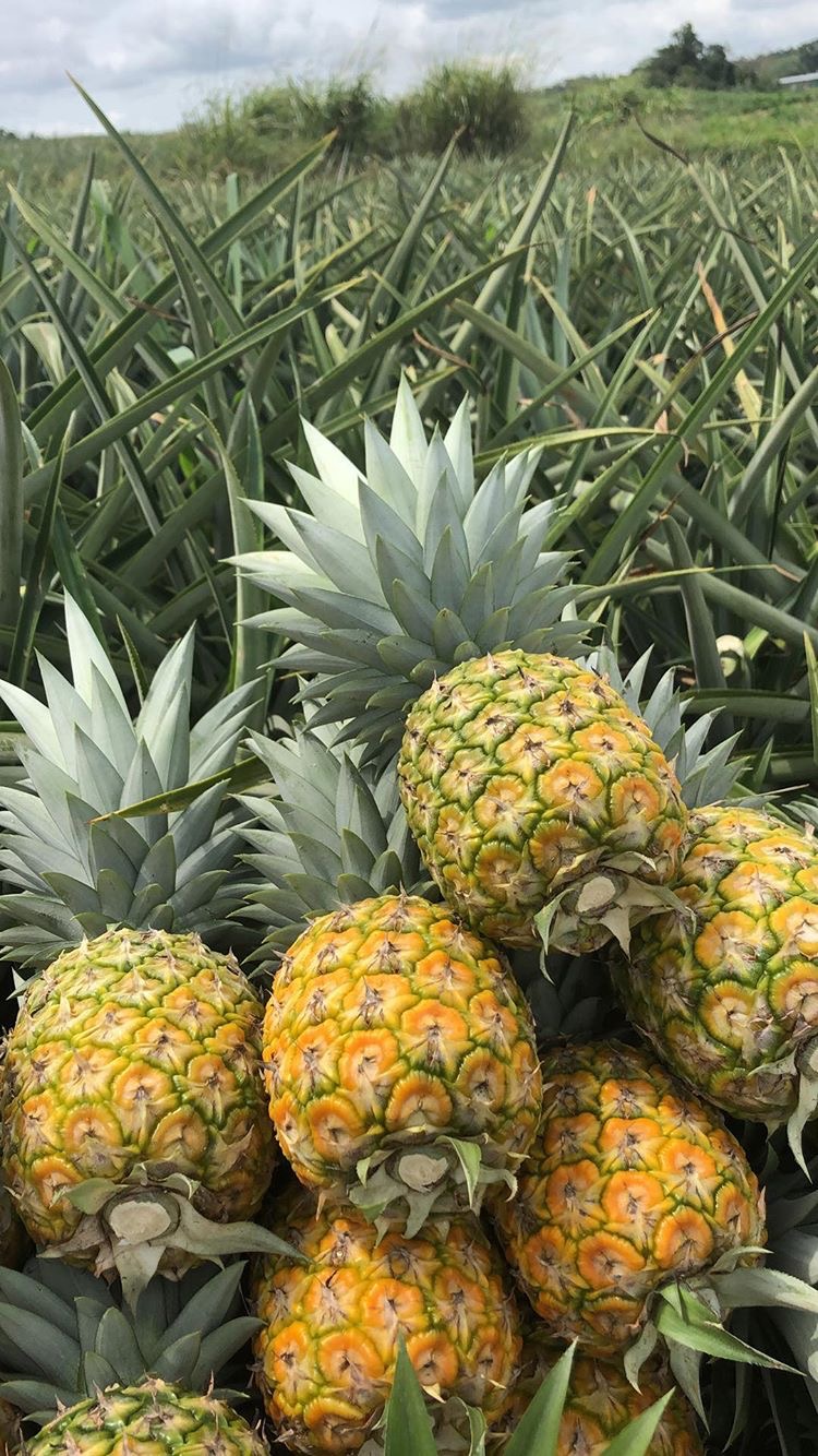 Pineapple Farm Tour