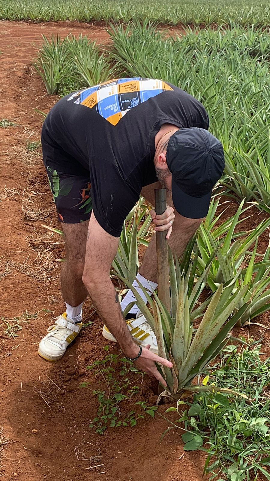 Pineapple Farm Tour - Image 5