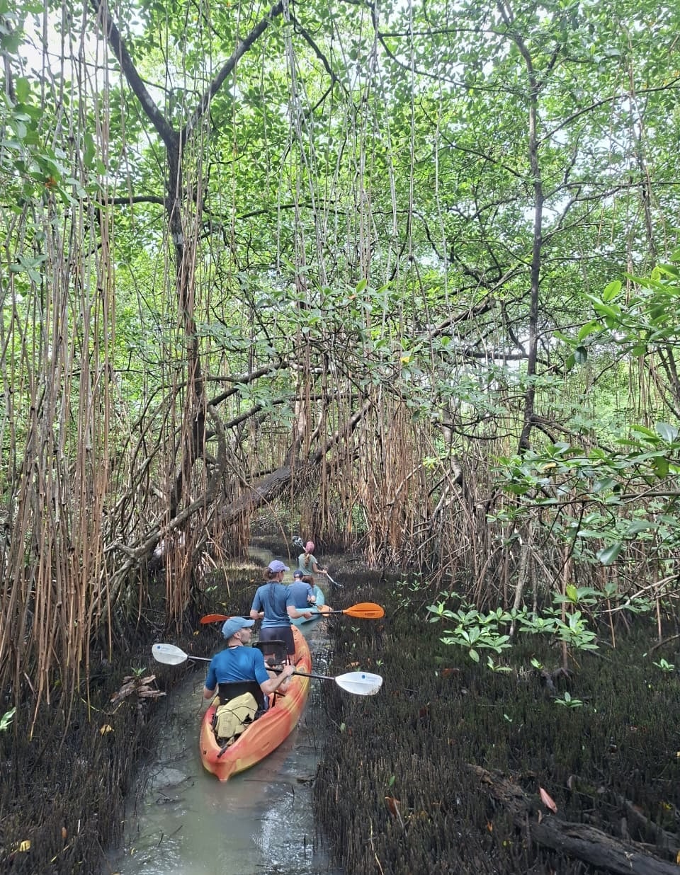 Portobelo Mangrove Kayak Tour Panama Casco Viejo Portobelo Mangrove Kayak Tour - Image 2