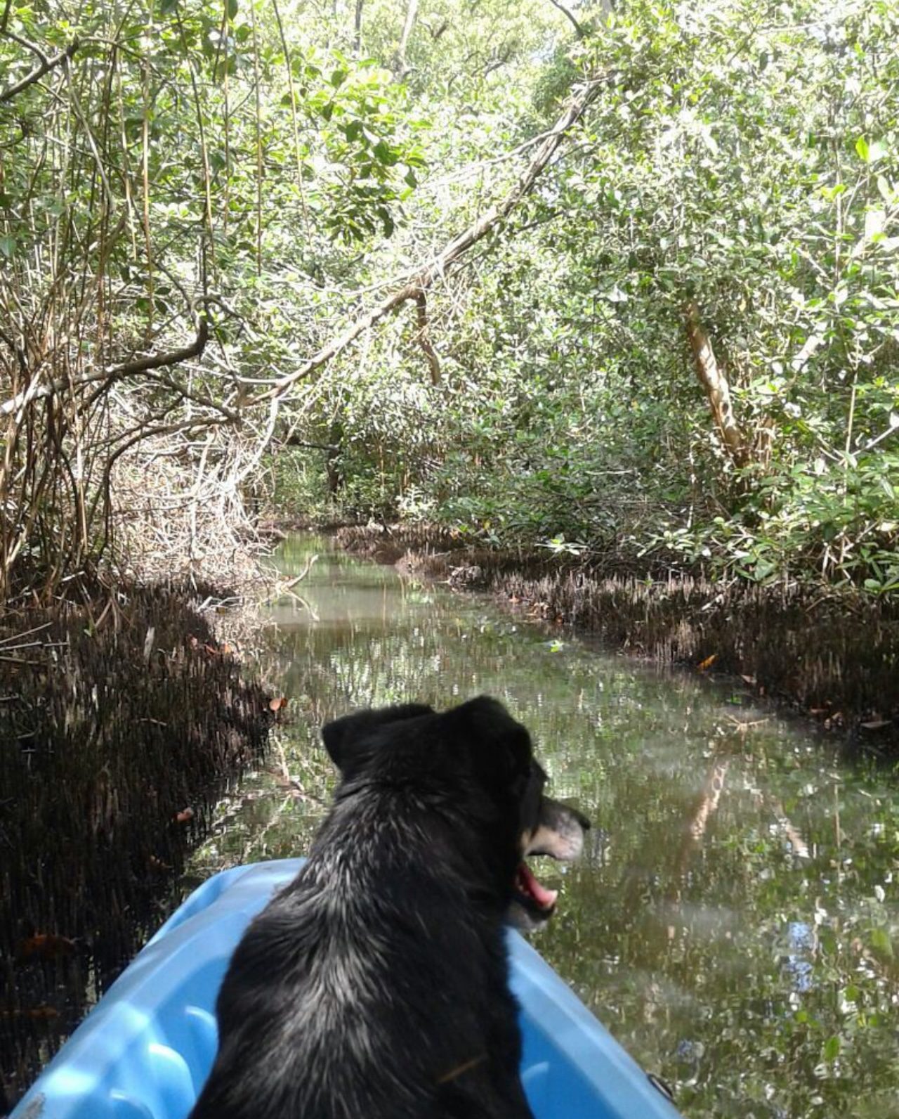 Portobelo Mangrove Kayak Tour Panama Casco Viejo Portobelo Mangrove Kayak Tour - Image 7