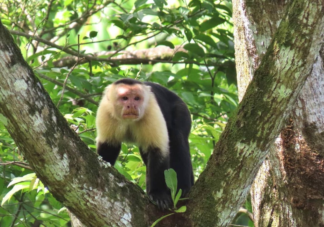 Portobelo Mangrove Kayak Tour Panama Casco Viejo Portobelo Mangrove Kayak Tour - Image 11