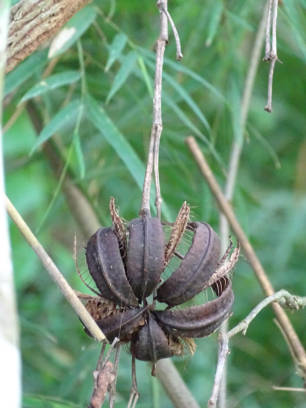 Ancon Hill Nature and History Hike Panama Casco Viejo Ancon Hill Nature and History Hike - Image 7