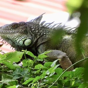 Ancon Hill Nature and History Hike