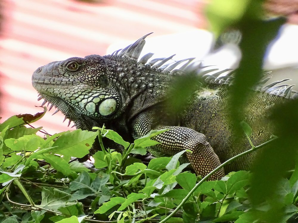 Ancon Hill Nature and History Hike Panama Casco Viejo Ancon Hill Nature and History Hike