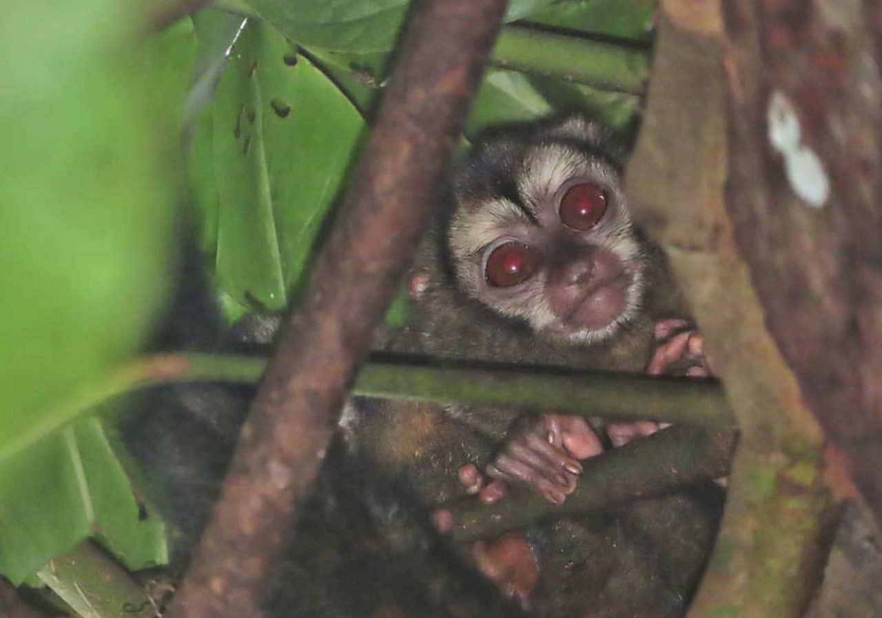 Camping or Hiking in Portobelo National Park Panama Casco Viejo Camping or Hiking in Portobelo National Park - Imagen 18