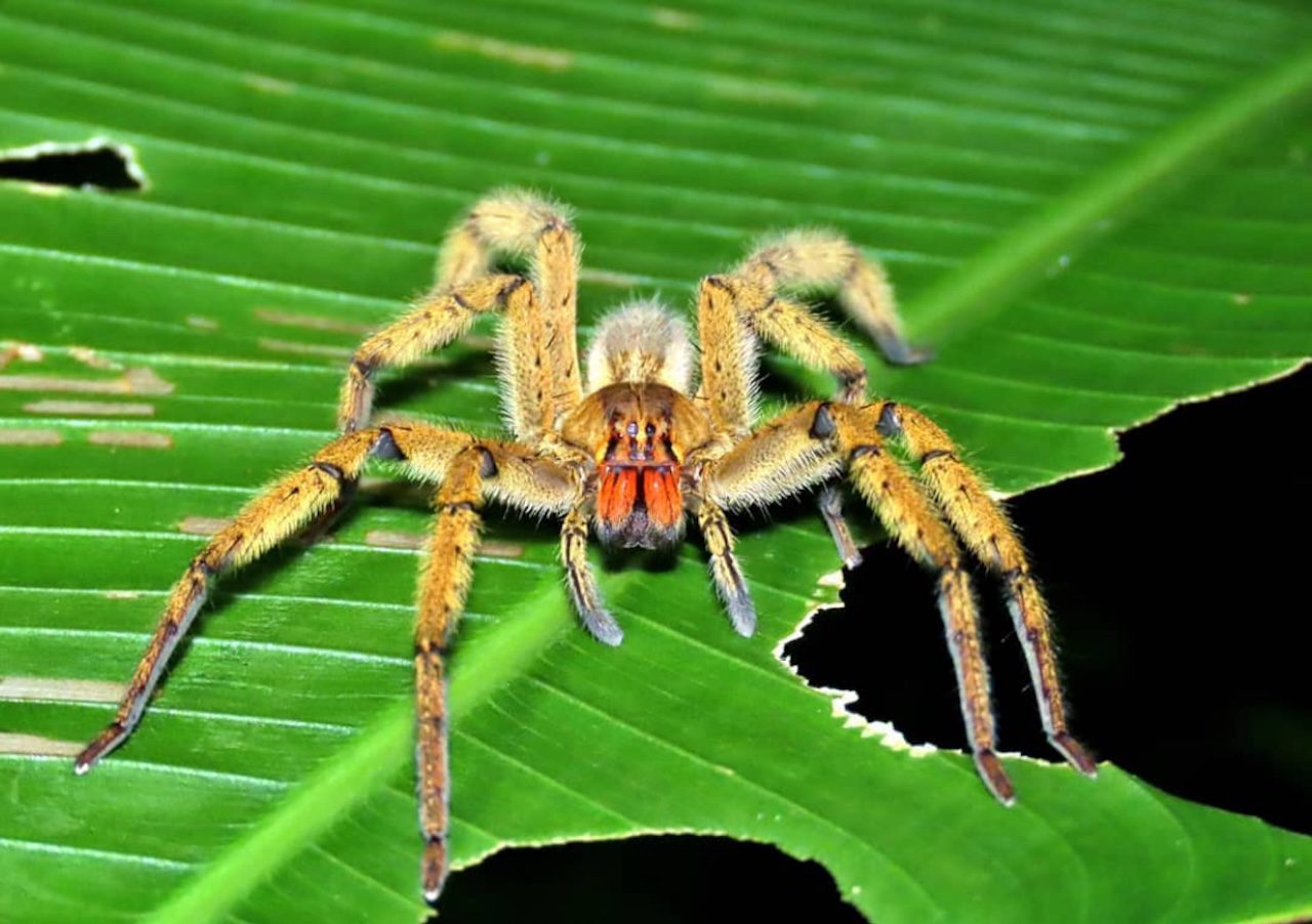Camping or Hiking in Portobelo National Park Panama Casco Viejo Camping or Hiking in Portobelo National Park - Imagen 16