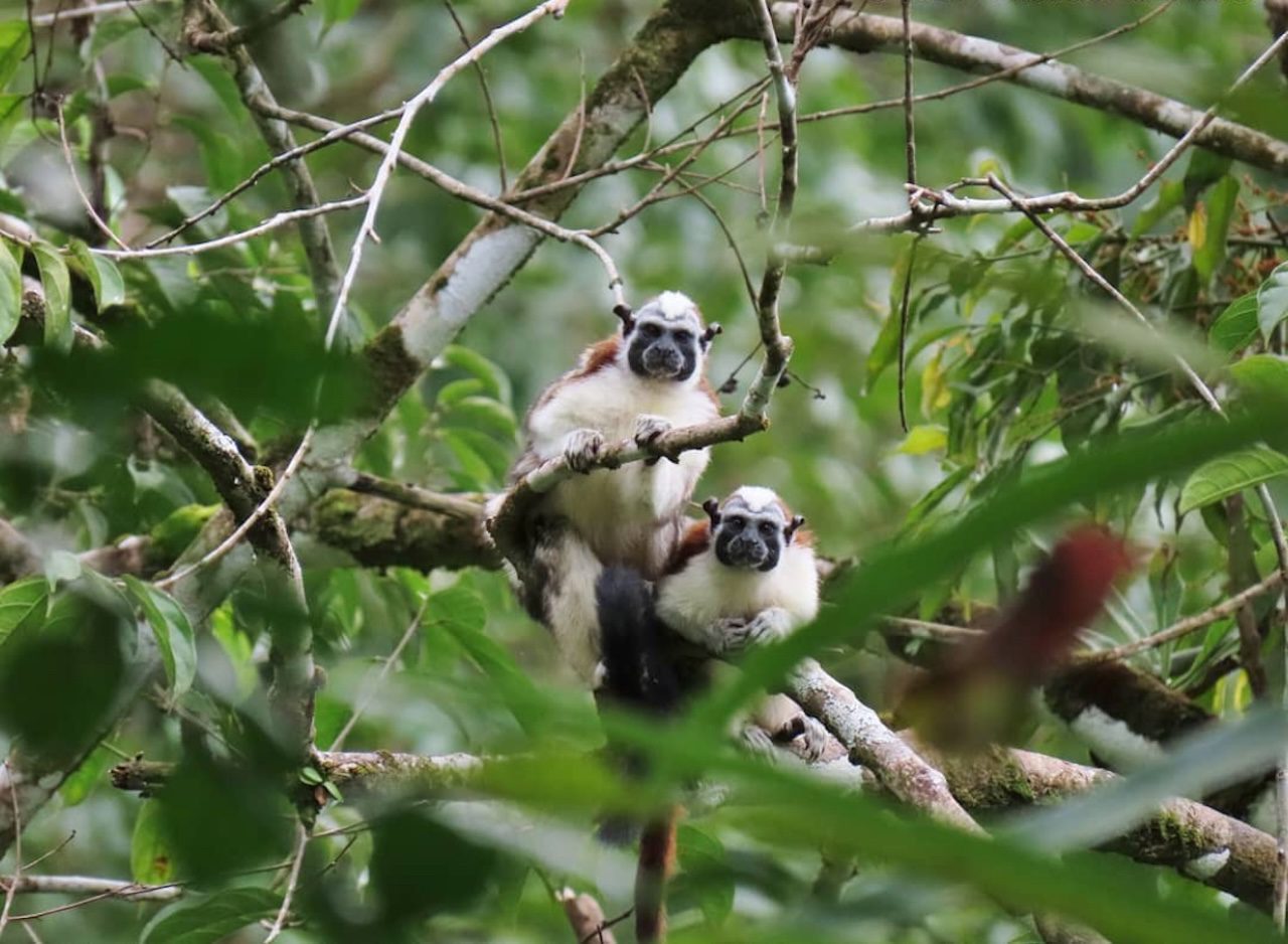 Camping or Hiking in Portobelo National Park Panama Casco Viejo Camping or Hiking in Portobelo National Park - Imagen 7