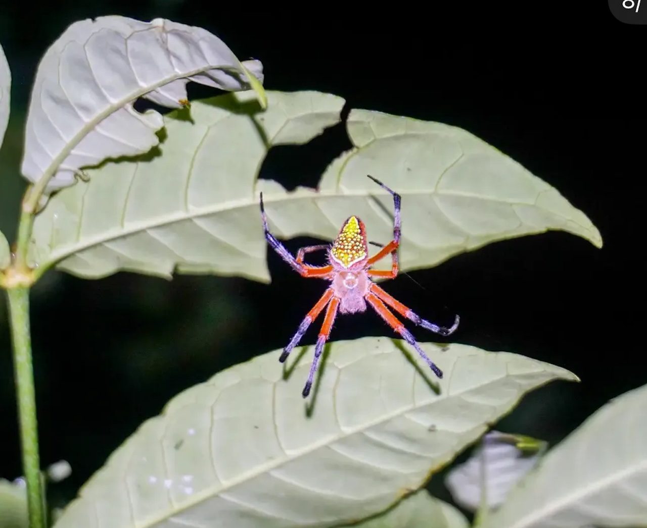 Camping or Hiking in Portobelo National Park Panama Casco Viejo Camping or Hiking in Portobelo National Park - Imagen 11