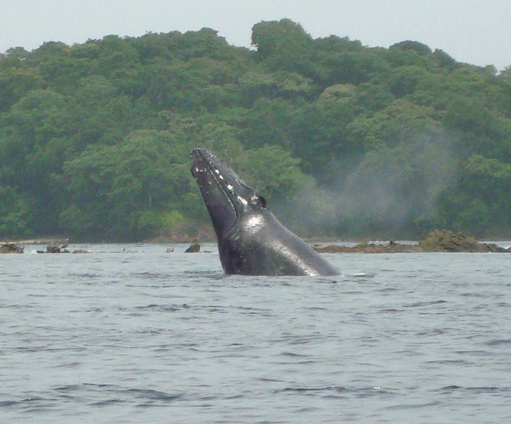 Island Hopping in the Pearl Islands + Whale Watching (Seasonal) Panama Casco Viejo Island Hopping in the Pearl Islands + Whale Watching (Seasonal) - Image 12