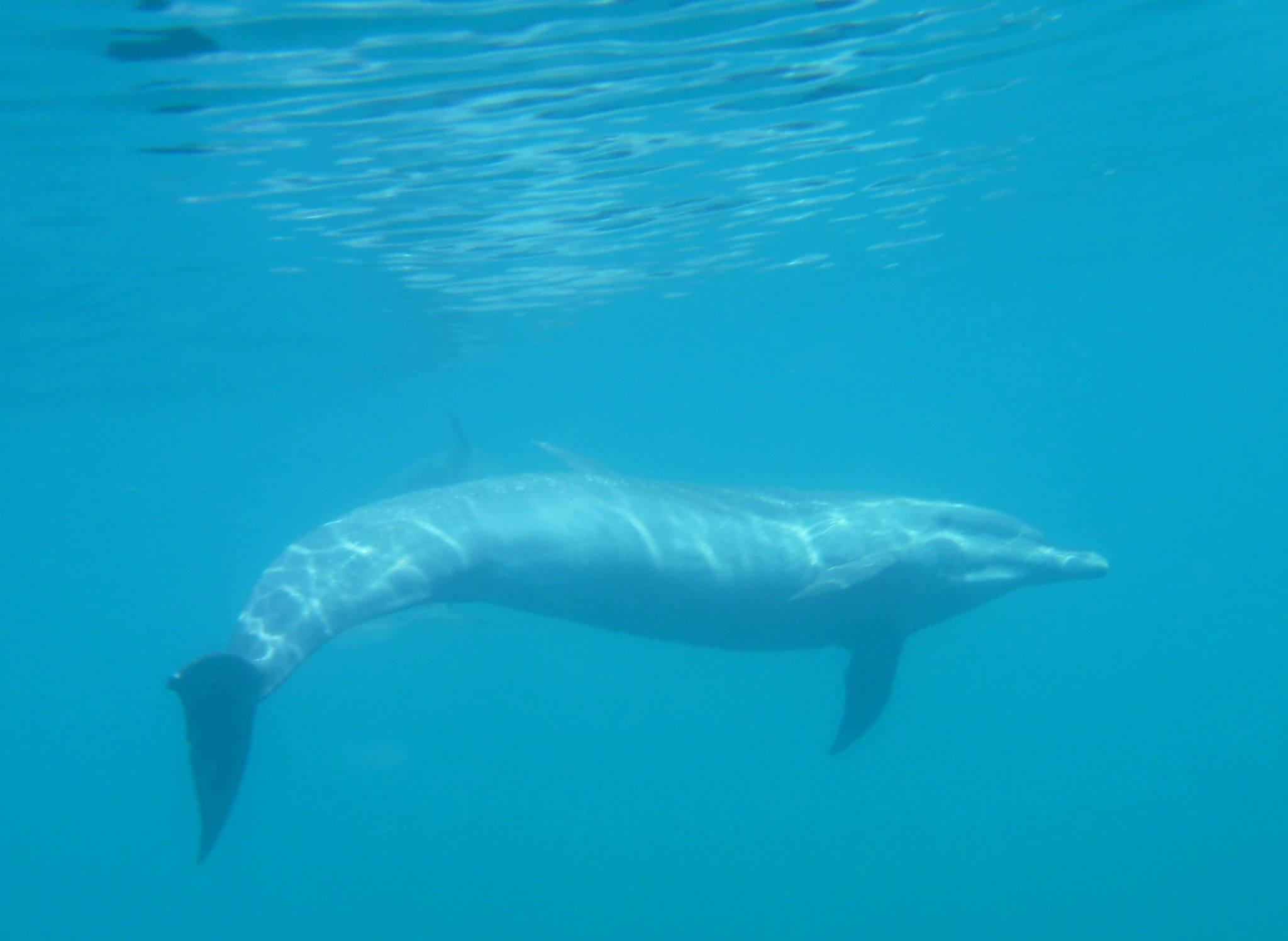 Island Hopping in the Pearl Islands + Whale Watching (Seasonal) Panama Casco Viejo Island Hopping in the Pearl Islands + Whale Watching (Seasonal) - Image 10